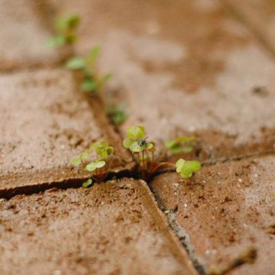 GES Pavers Blog - removing weed between pavers tips and tricks