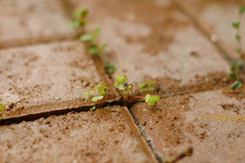 GES Pavers Blog - removing weed between pavers tips and tricks