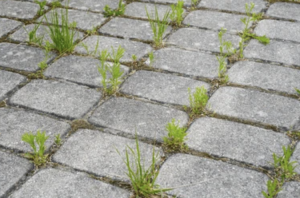 prevention of weed growth between pavers